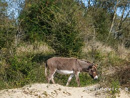 OOSTDUINKERKE2024_FXT33119