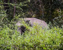 INDIA2023_D7M_0836 Een mannetjesolifant zat verscholen in de struiken waar hij met groot gedruis z'n portie vegetarisch voedsel tot zich nam.