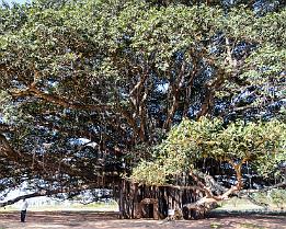 INDIA2023_D7M_0332 Op de weg van Mysore naar Thirumakudali staat, ongeveer een kilometer voor Chikkali, een indrukwekkende historische Banjanboom (Ficus Benghalensis) waarvan...