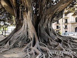 SPANJE2024_P1023754 Een grootbladige en meerstammige tropische vijgenboom (Ficus macrophylla) in het park.