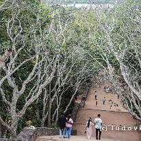 SRILANKA_D7M_3679 Een lange trap onder grillige maar sierlijke frangipanibomen leidt naar een terras met de tempels en de rots waar Mahinda, zoon van de legendarische...