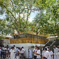 SRILANKA_D7M_3576 In Anuradhapura staat een boom waarvan men zegt dat die ontstaan is uit een twijg van de originele bodhiboom waaronder de Boeddha de verlichting zou hebben...