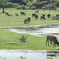 SRILANKA_P1058098