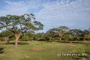 Yala National Park