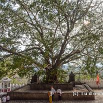 SRILANKA_D7M_3254 De Bodhiboom is de heilige boom van Sri Lanka. Onder deze boom zou de Boeddha de verlichting bereikt hebben. Overal waar de boom voorkomt heeft men dan ook een...