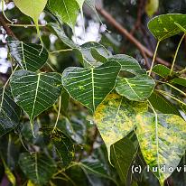 SRILANKA_D7M_4210 Het blad van de bodhiboom heeft een silhouet dat aan een omgekeerde stoepa doet denken: een klokvorm met een spits.